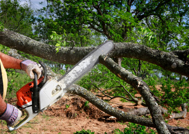 Lawn Watering Services in Astatula, FL
